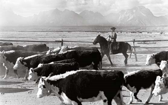 Cattle drives&nbsp;were a major economic activity in the 19th and early 20th century American West, particularly between 1850s and 1910s.